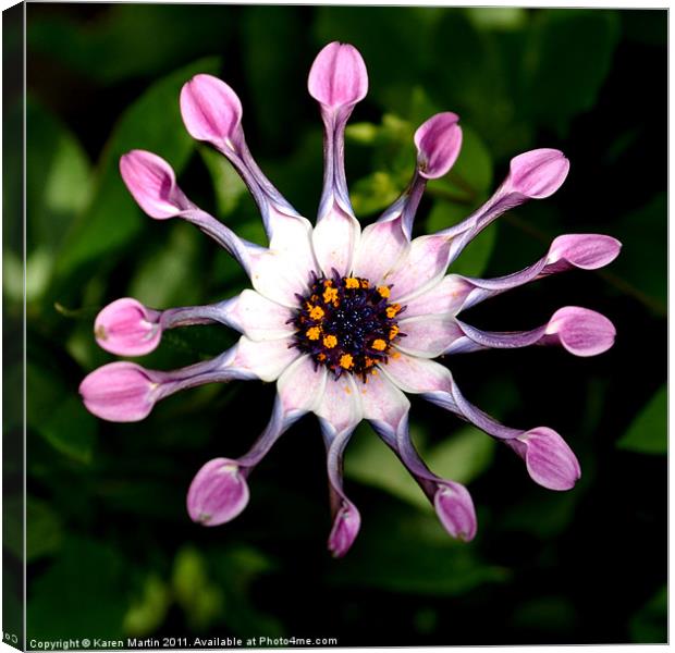 Pink Cape Daisy Canvas Print by Karen Martin