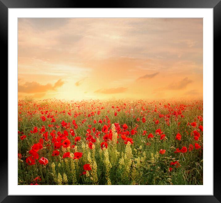 poppies at sunset Framed Mounted Print by Dawn Cox