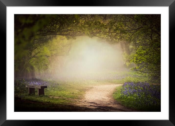  Bluebell Glade Framed Mounted Print by Dawn Cox