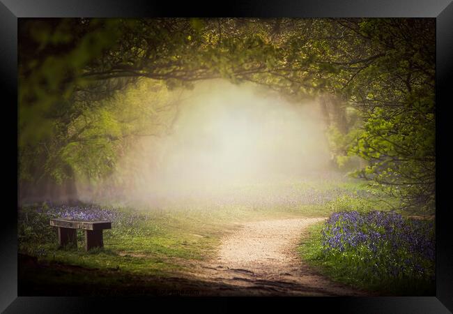  Bluebell Glade Framed Print by Dawn Cox