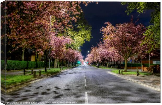Blooming Blossoms in Preston Canvas Print by Shafiq Khan