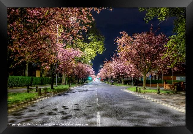 Blooming Blossoms in Preston Framed Print by Shafiq Khan