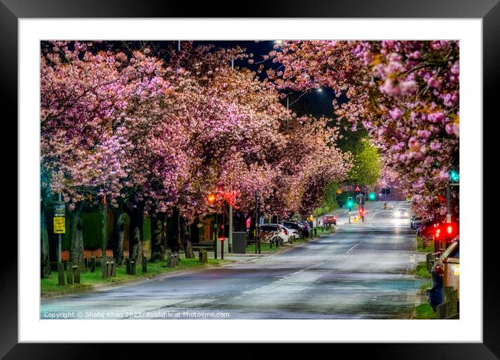 Blooming Blossoms in Preston Framed Mounted Print by Shafiq Khan