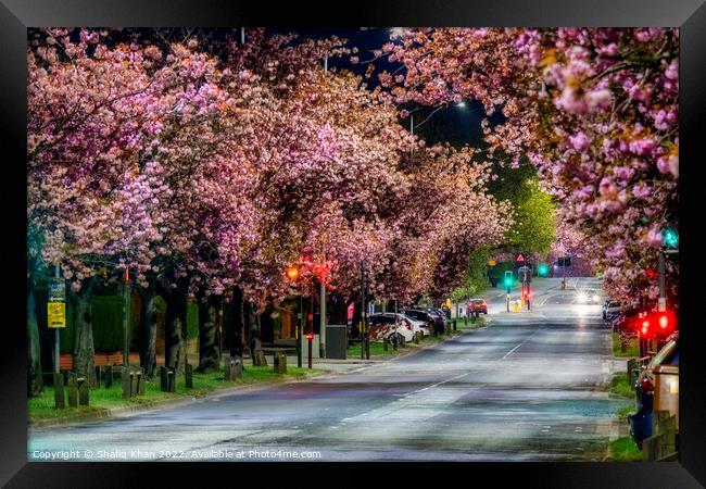 Blooming Blossoms in Preston Framed Print by Shafiq Khan