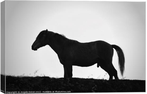A Horse Named Monochrome Canvas Print by Angelo DeVal