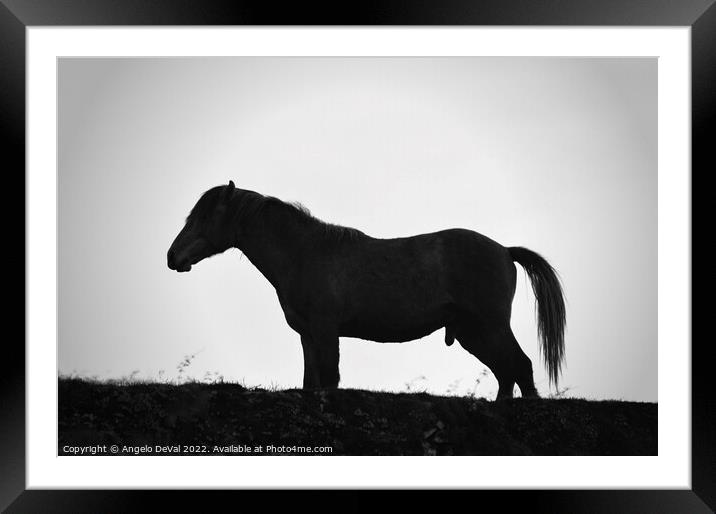 A Horse Named Monochrome Framed Mounted Print by Angelo DeVal