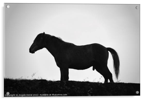 A Horse Named Monochrome Acrylic by Angelo DeVal