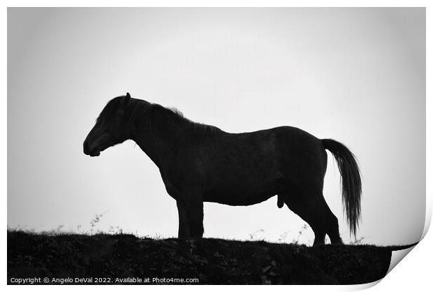 A Horse Named Monochrome Print by Angelo DeVal