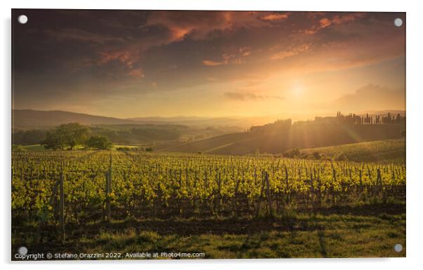 Montalcino vineyards at sunset. Tuscany region, Italy Acrylic by Stefano Orazzini
