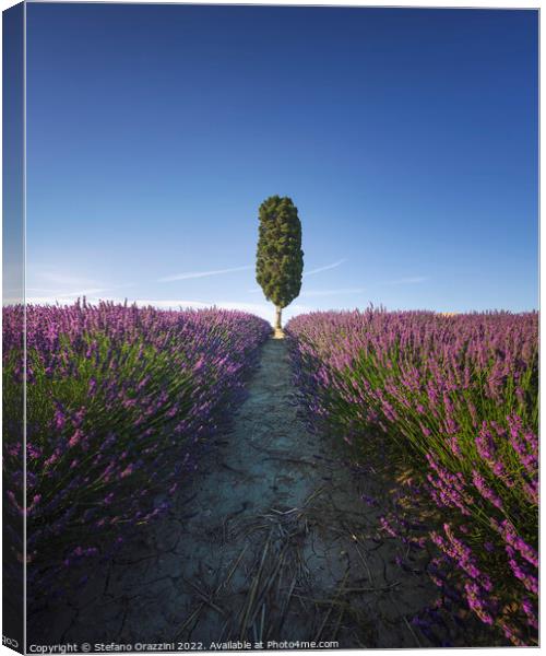 Lavender field rows and cypress tree. Orciano, Tus Canvas Print by Stefano Orazzini
