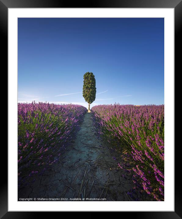 Lavender field rows and cypress tree. Orciano, Tus Framed Mounted Print by Stefano Orazzini