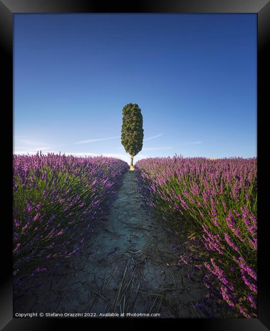 Lavender field rows and cypress tree. Orciano, Tus Framed Print by Stefano Orazzini