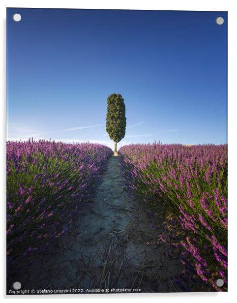 Lavender field rows and cypress tree. Orciano, Tus Acrylic by Stefano Orazzini