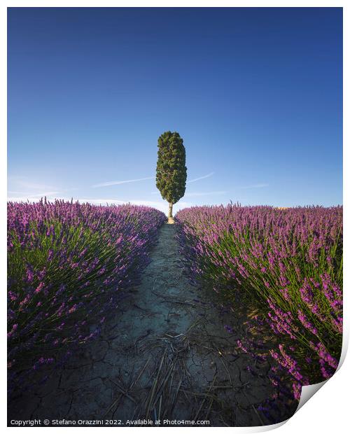Lavender field rows and cypress tree. Orciano, Tus Print by Stefano Orazzini