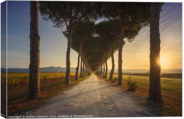 Bolgheri pine tree lined road and vineyards at sunrise. Maremma, Canvas Print by Stefano Orazzini