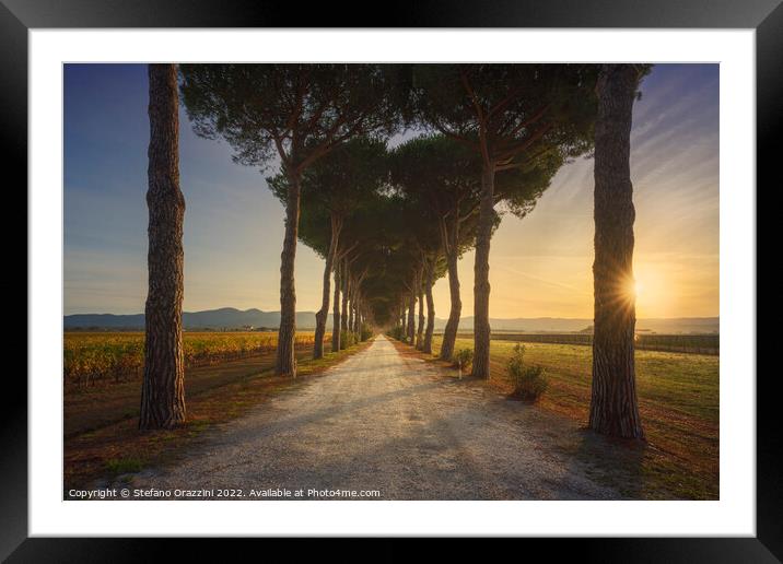 Bolgheri pine tree lined road and vineyards at sunrise. Maremma, Framed Mounted Print by Stefano Orazzini
