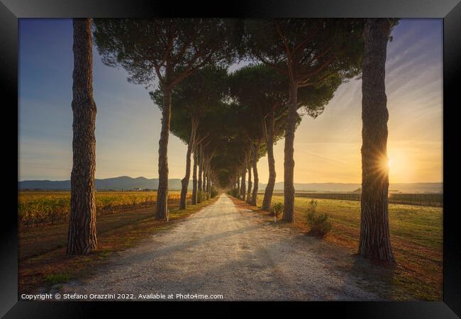 Bolgheri pine tree lined road and vineyards at sunrise. Maremma, Framed Print by Stefano Orazzini
