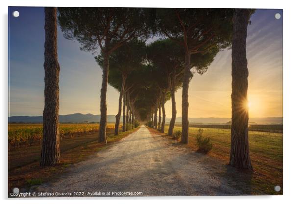 Bolgheri pine tree lined road and vineyards at sunrise. Maremma, Acrylic by Stefano Orazzini