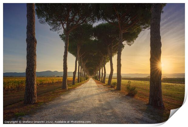 Bolgheri pine tree lined road and vineyards at sunrise. Maremma, Print by Stefano Orazzini