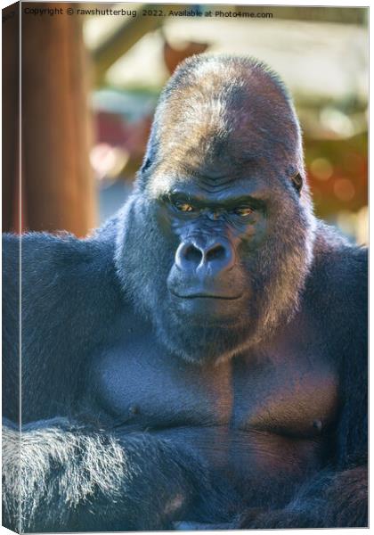 Gorilla Look Canvas Print by rawshutterbug 