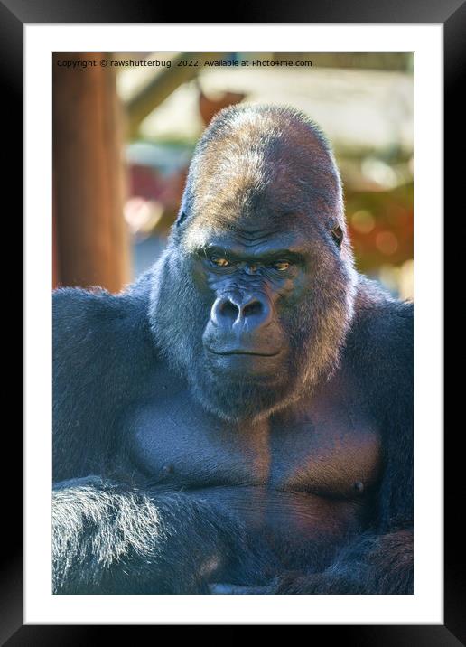 Gorilla Look Framed Mounted Print by rawshutterbug 