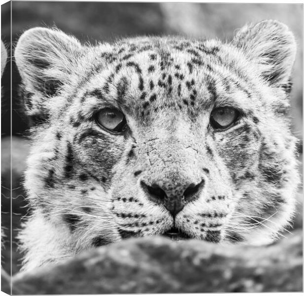 Close up of a Snow Leopard Canvas Print by Jason Wells