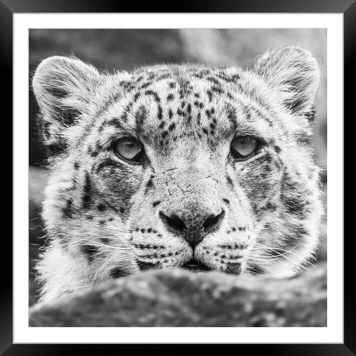 Close up of a Snow Leopard Framed Mounted Print by Jason Wells