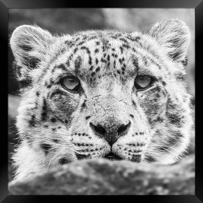 Close up of a Snow Leopard Framed Print by Jason Wells