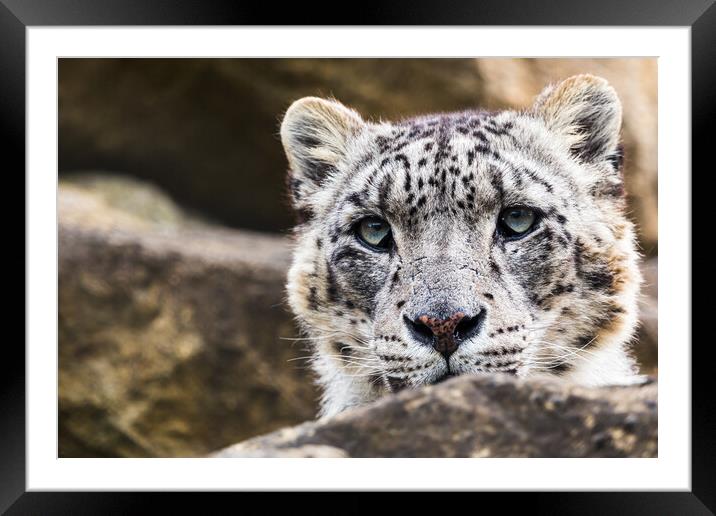 Snow Leopard on the rocks Framed Mounted Print by Jason Wells