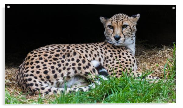 Cheetah in its den Acrylic by Jason Wells
