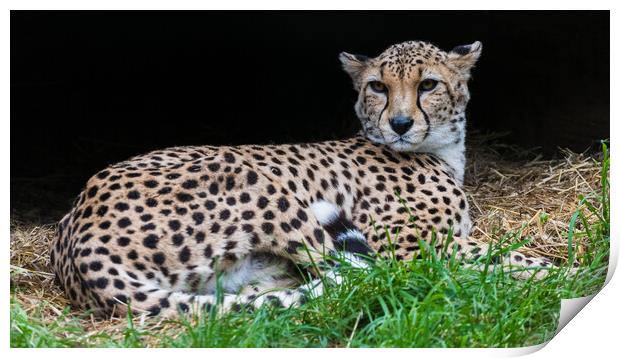 Cheetah in its den Print by Jason Wells