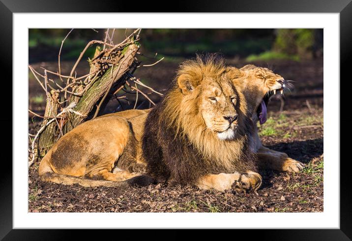 Asiatic lion pair in the sun Framed Mounted Print by Jason Wells