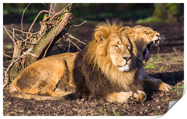 Asiatic lion pair in the sun Print by Jason Wells