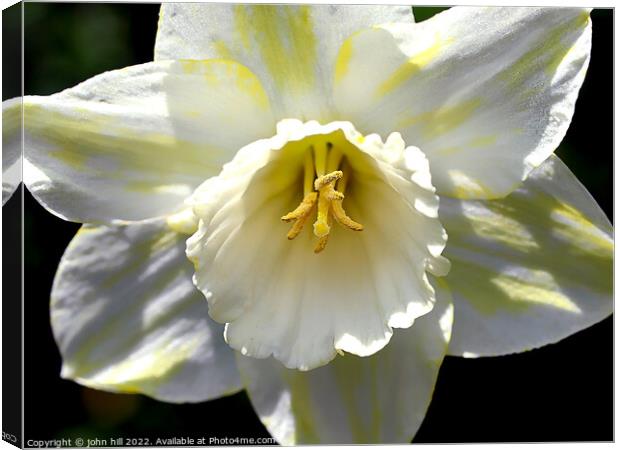Hybrid White Daffodil. ( Narcissus ) Canvas Print by john hill