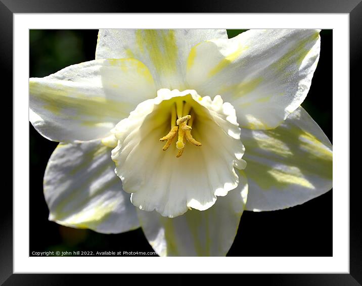 Hybrid White Daffodil. ( Narcissus ) Framed Mounted Print by john hill