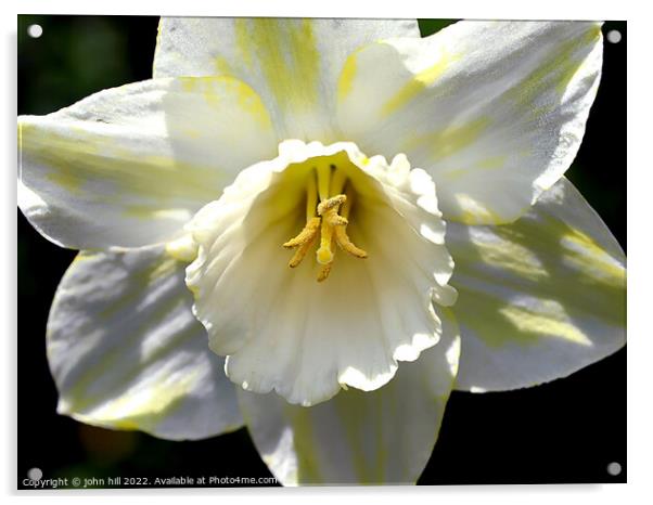 Hybrid White Daffodil. ( Narcissus ) Acrylic by john hill