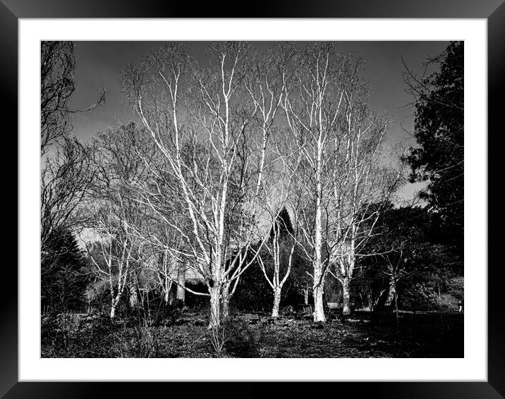 Japanese Birch Framed Mounted Print by Gerry Walden LRPS