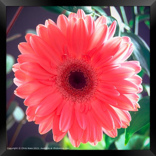 Pink Gerbera  Framed Print by Chris Rose