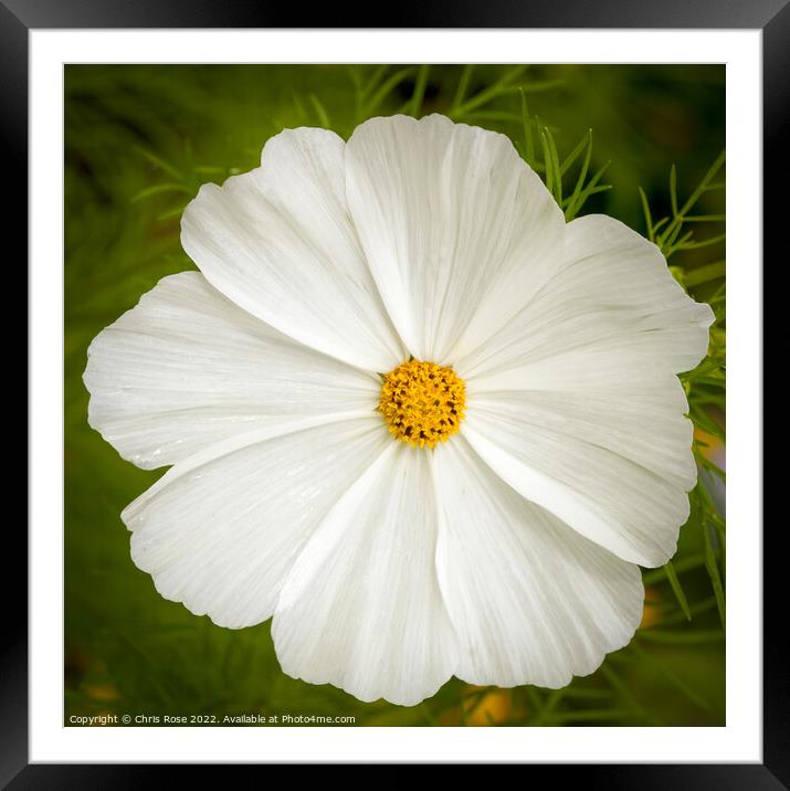 Cosmos flower Framed Mounted Print by Chris Rose