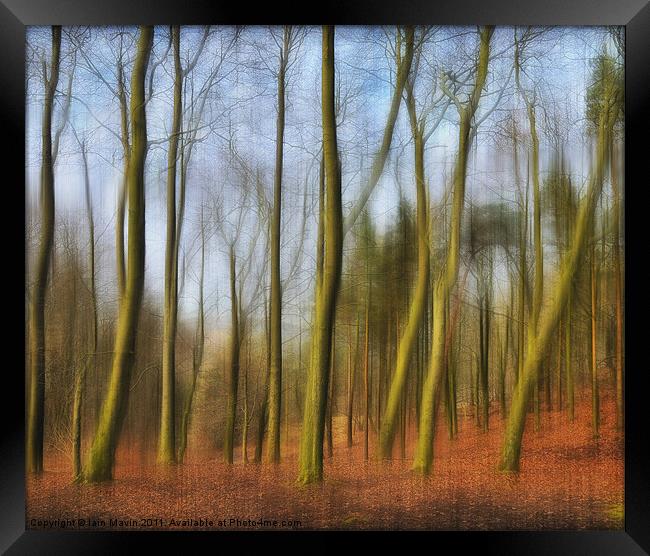 Spooky Trees Framed Print by Iain Mavin