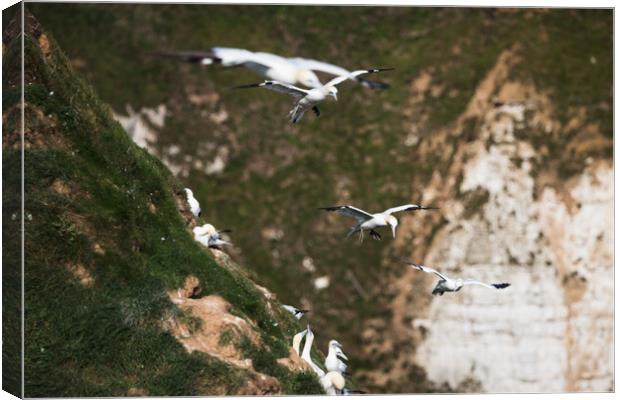Northern gannets in flight as they pass a colony Canvas Print by Jason Wells