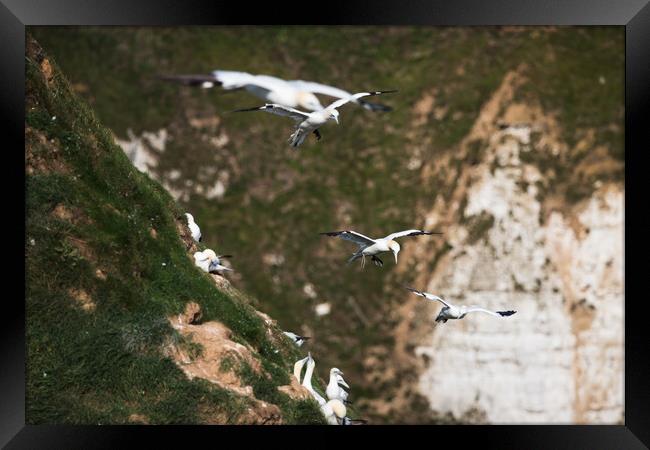 Northern gannets in flight as they pass a colony Framed Print by Jason Wells