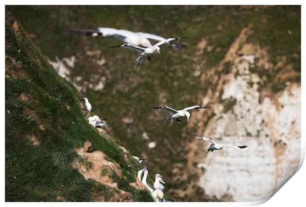 Northern gannets in flight as they pass a colony Print by Jason Wells