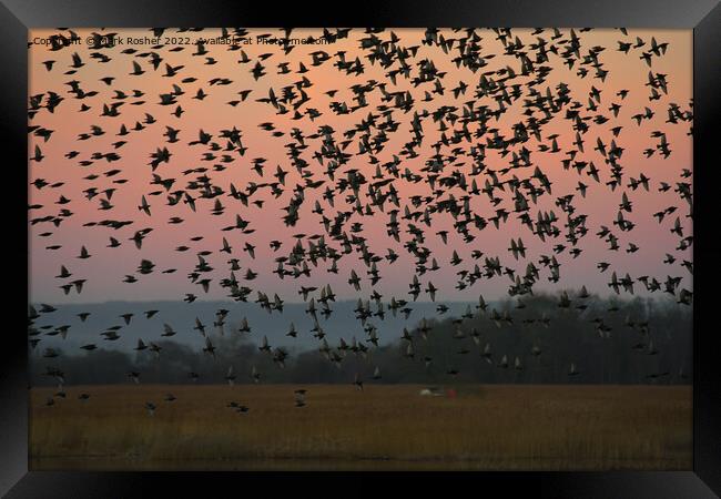 Starling Murmuration Flypast Framed Print by Mark Rosher