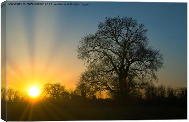 Sunset, Oak and Crows Canvas Print by Mark Rosher