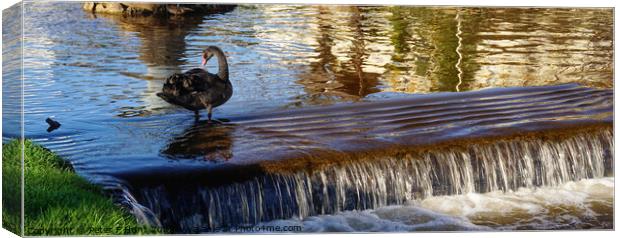Black Swan On The Brook Dawlish Canvas Print by Peter F Hunt