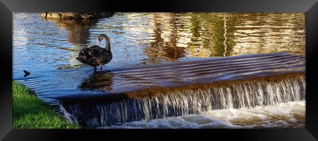 Black Swan On The Brook Dawlish Framed Print by Peter F Hunt