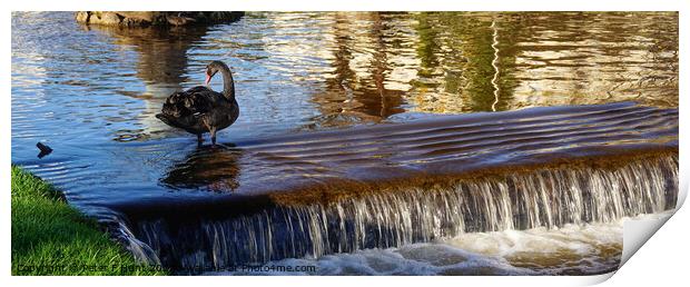 Black Swan On The Brook Dawlish Print by Peter F Hunt