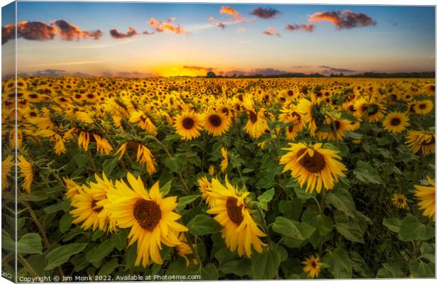 Sunflowers at Sunset Canvas Print by Jim Monk