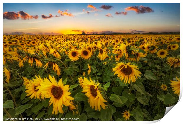 Sunflowers at Sunset Print by Jim Monk